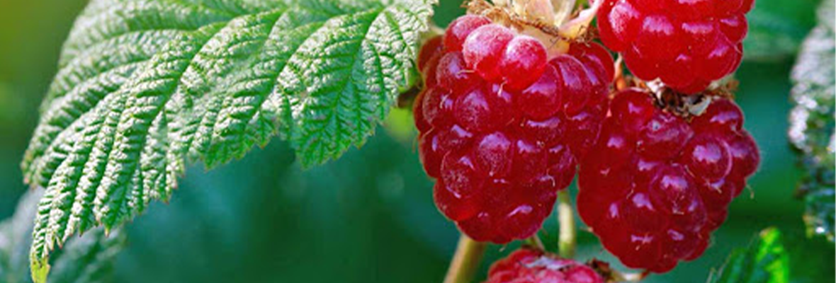 fito-farmacie-iasi-casuta-portocalie-arbusti-fructiferi