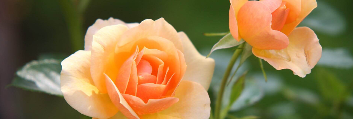 fito-farmacie-iasi-casuta-portocalie-butasi-de-trandafiri