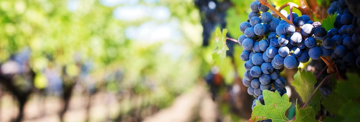 fito-farmacie-iasi-casuta-portocalie-butasi-de-vita-de-vie